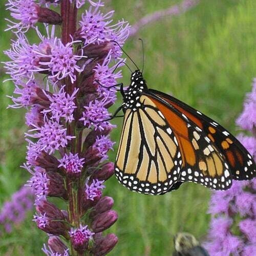 500+ Wildflower Mix – ALL PERENNIAL – Heirloom – Pollinator – Non GMO – FRESH