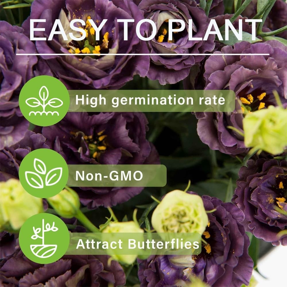 1000+ Mixed Lisianthus Thornless Rose Seeds – Fragrant Heirloom Flowers