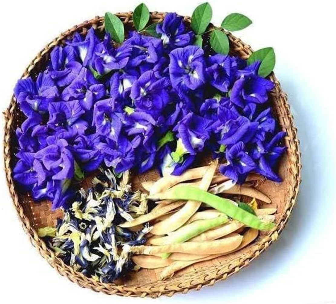 100+ Butterfly Pea Flower Seeds HOA Dau Biec Organic Clitoria Ternatea for Home