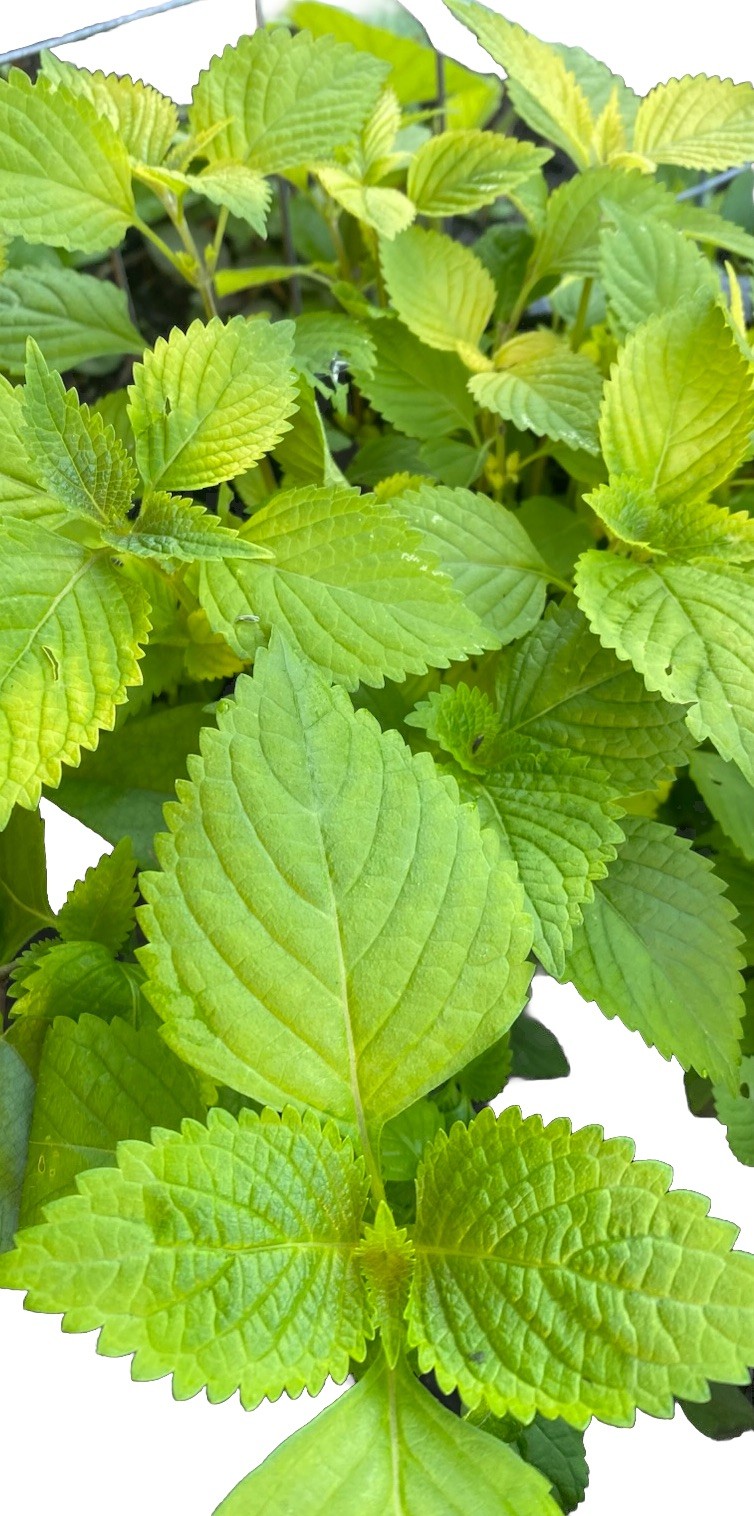 3+Vietnamese Balm PLANTS- Rau Kinh Gioi Elsholtzia cristata Live Starter plants