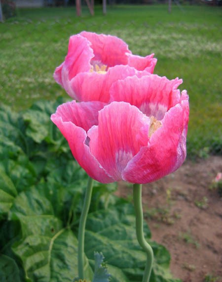 1,500 Fresh Giganteum Poppy Seeds – P. Somniferum – Giant Seed Heads&Huge Blooms