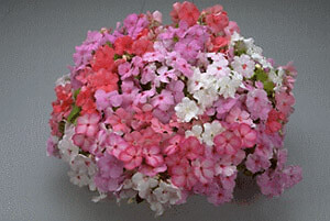 Impatiens Super Elfin Mix 500 seeds