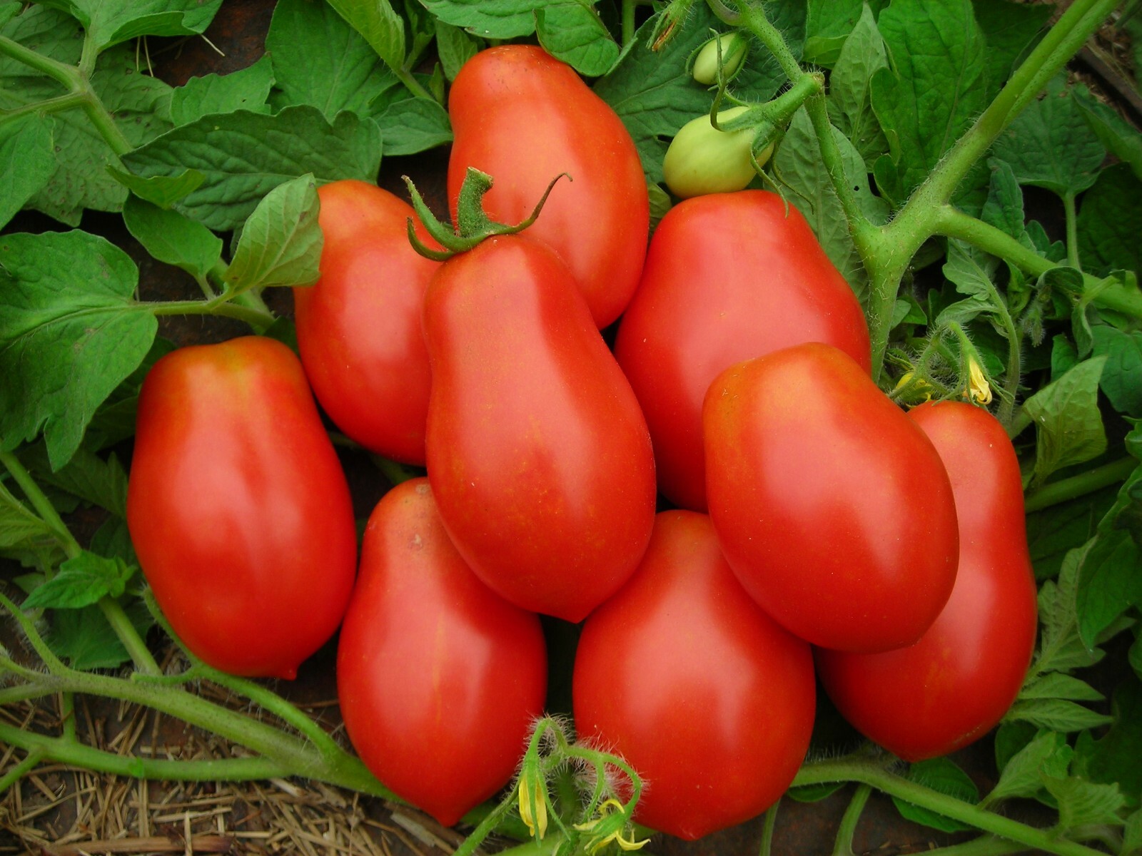 Roma Italian Tomato Seeds 100 Ct Vegetable TOMATO PASTE SAUCE USA FREE SHIPPING