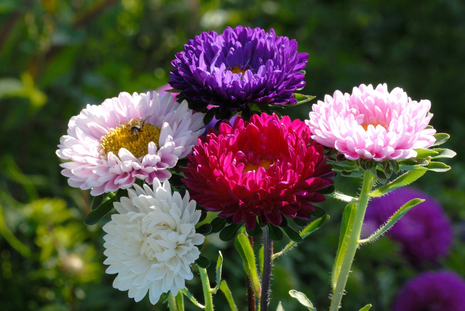 1000 POWDER PUFF ASTER MIX Callistephus Chinensis Flower Seeds *Flat S/H