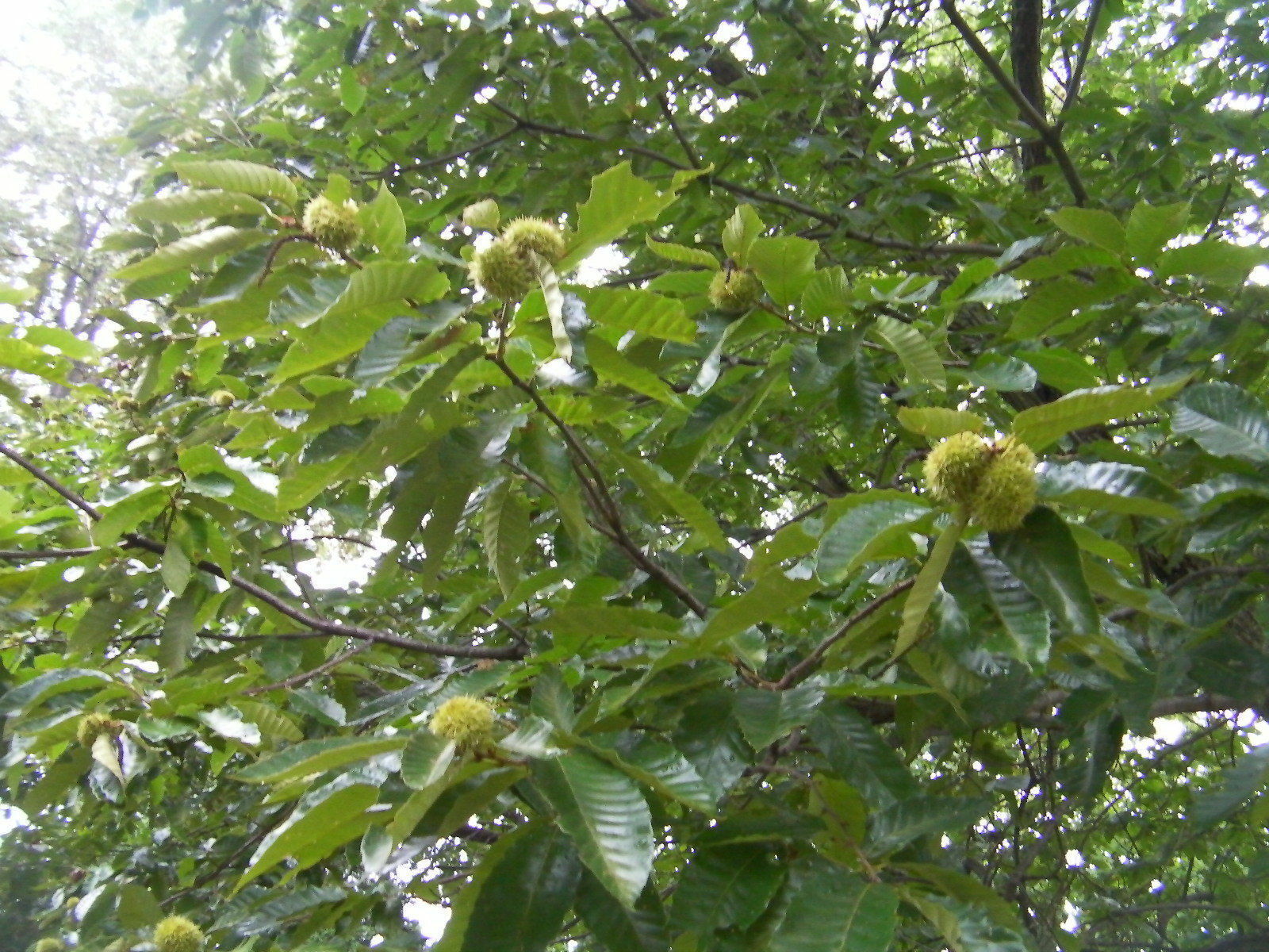 6 thin cuttings of organic Dunstan American-Chinese disease resistant chestnut