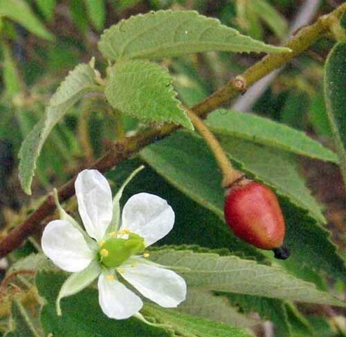 Muntingia calabura | Jamaican Cherry | Panama Berry | 250 Seeds