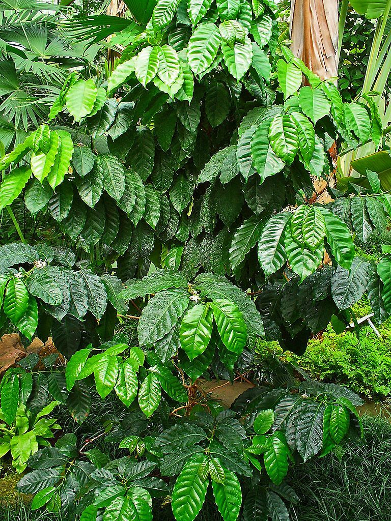 Arabian Coffee Shrub, Coffea arabica, Shrub Seeds