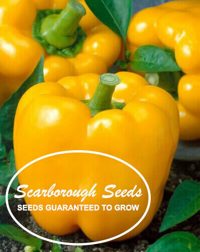 SCARBOROUGH SEEDS Yellow Golden California Wonder Bell Pepper 50 Seeds