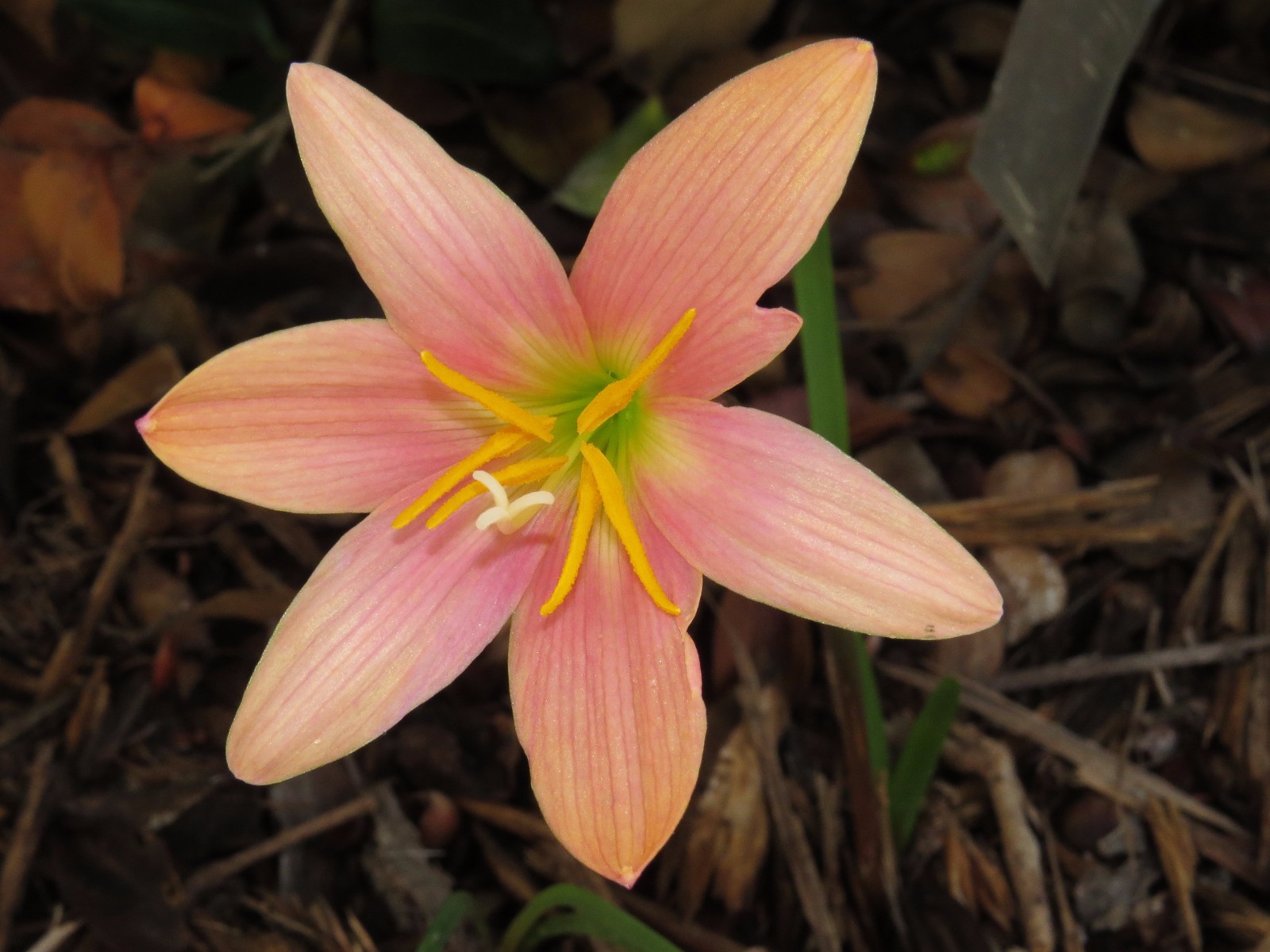 Rain Lily, Zephyranthes Batik, 2 bulbs, mixed sizes, NEW, habranthus
