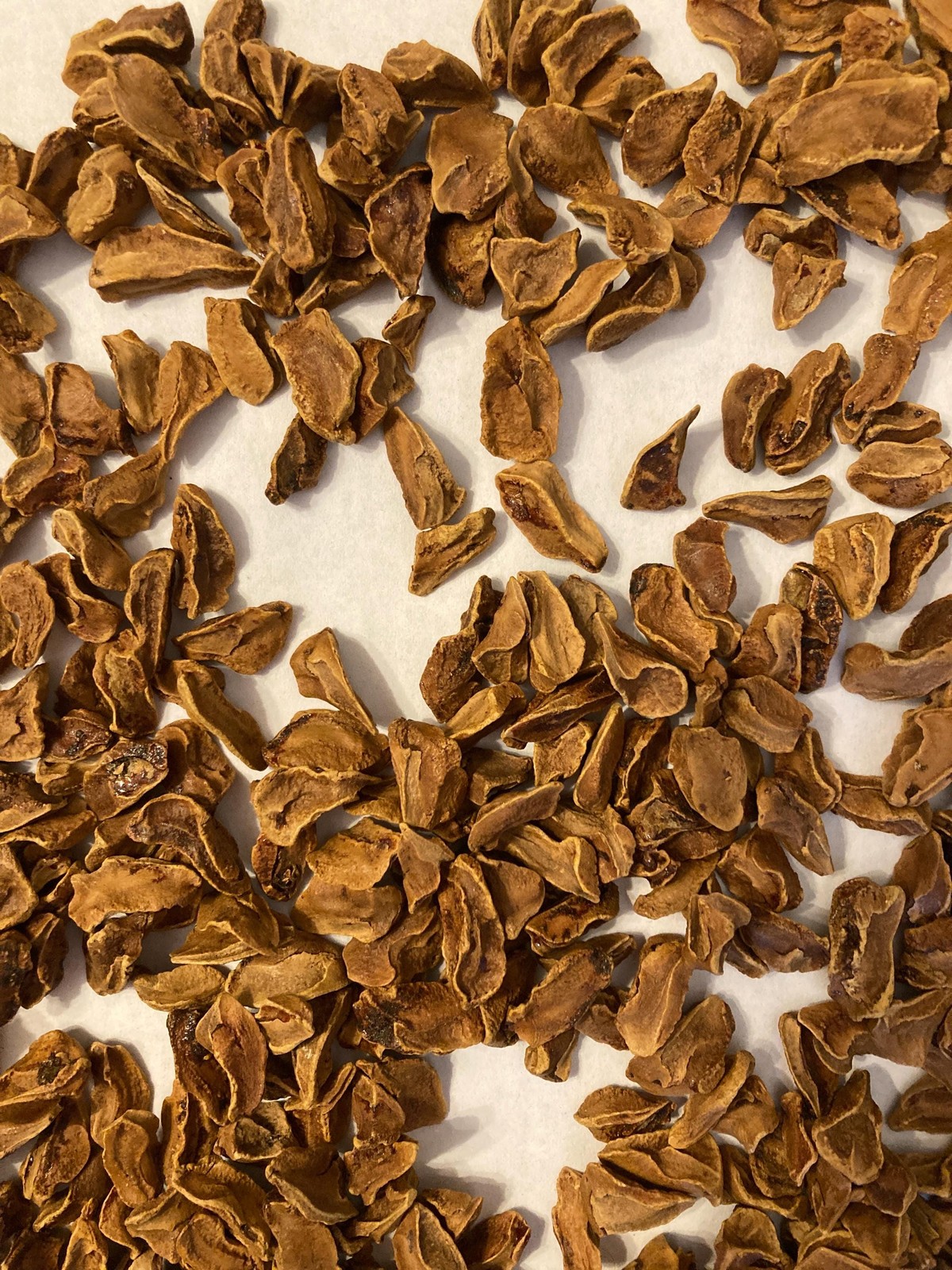 Bald Cypress Tree Seeds (Taxodium Distichum) Southern Sourced