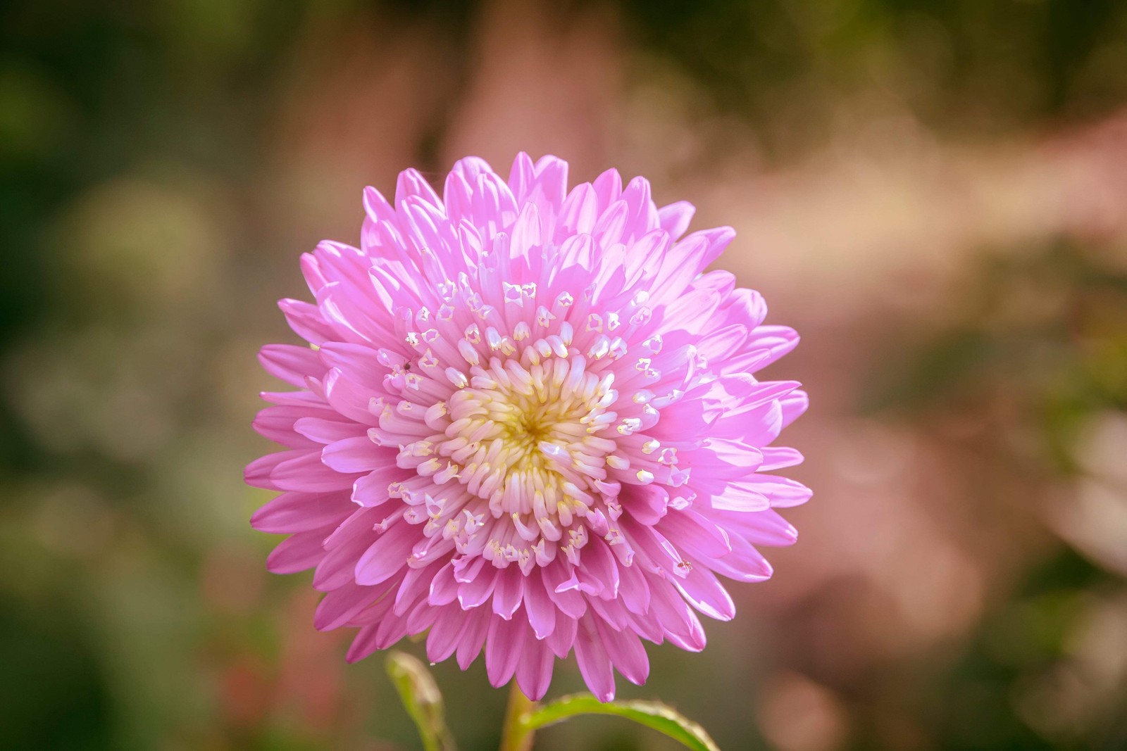 1000 POWDER PUFF ASTER MIX Callistephus Chinensis Flower Seeds *Flat S/H