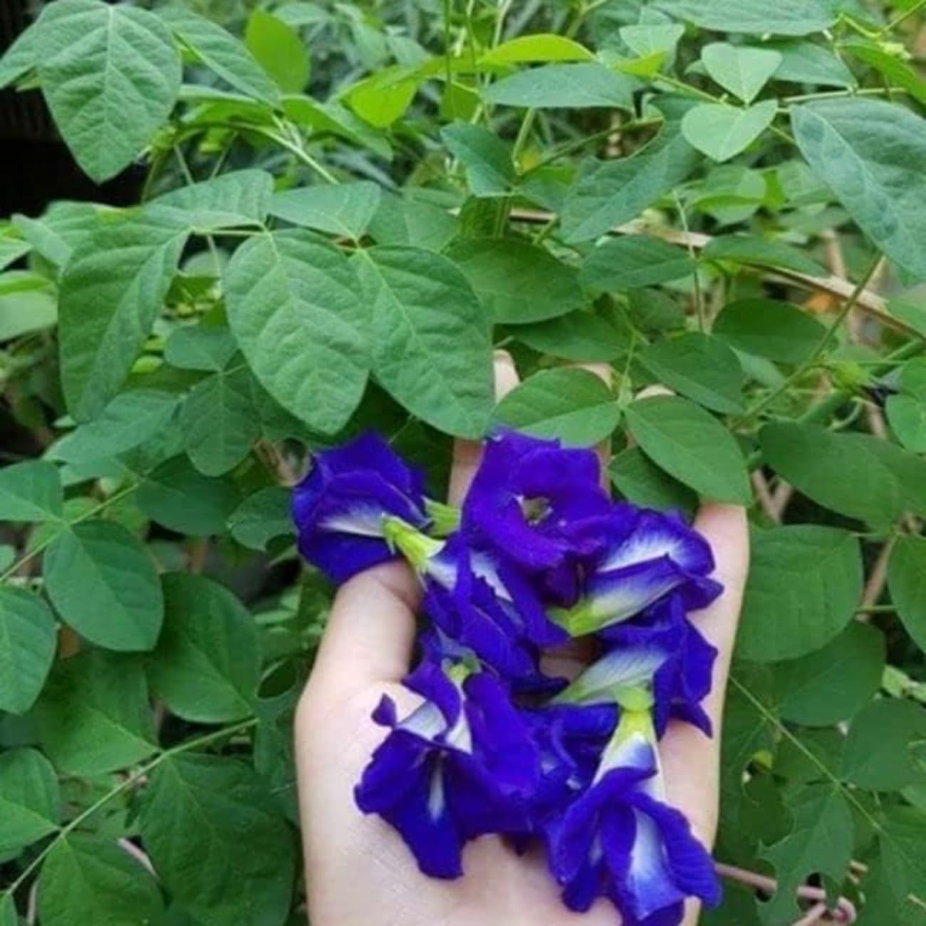 100+ Butterfly Pea Flower Seeds HOA Dau Biec Organic Clitoria Ternatea for Home