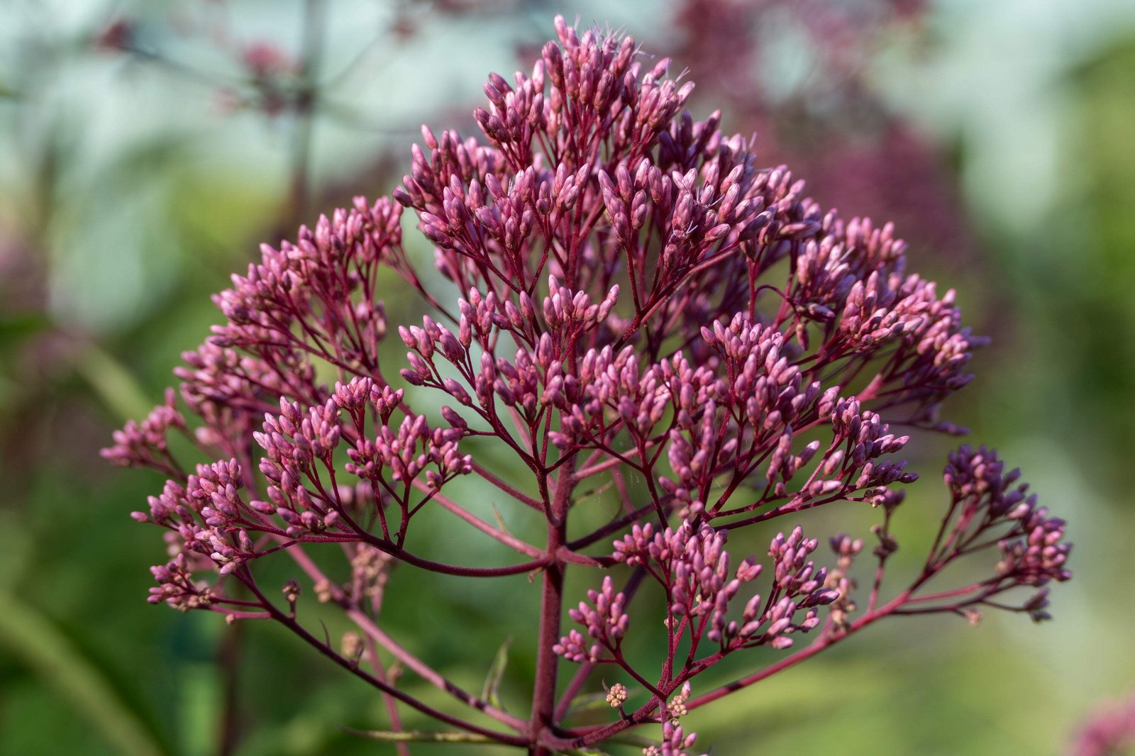 50 Pink JOE PYE WEED Eupatorium Maculatum Flower Seeds