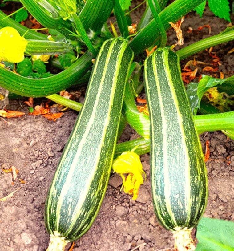 20 Premium Italian Cocozelle Zucchini | NON-GMO | Summer Squash Seeds-B 37