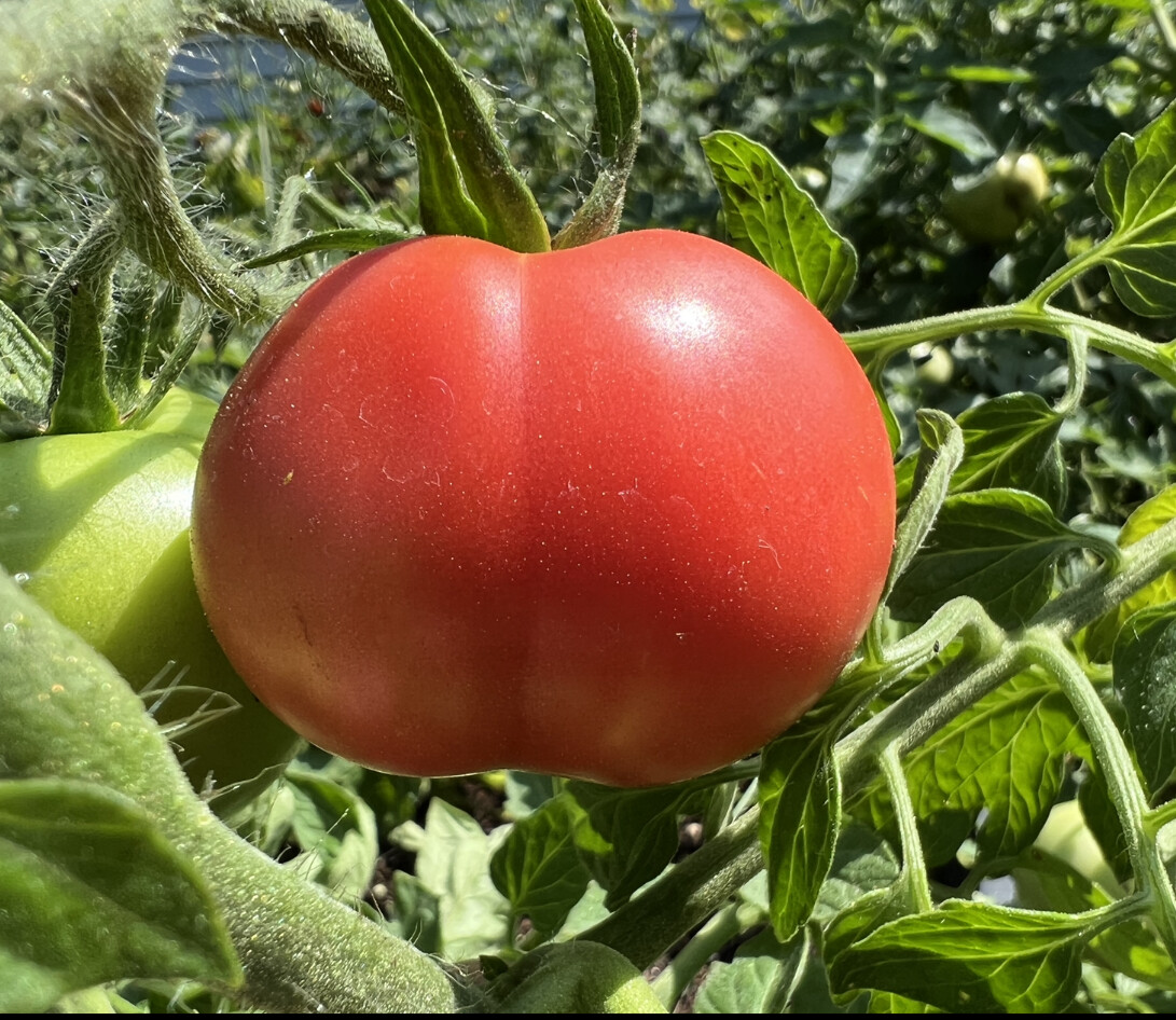Clear Pink Tomato Seeds | Heirloom | Organic