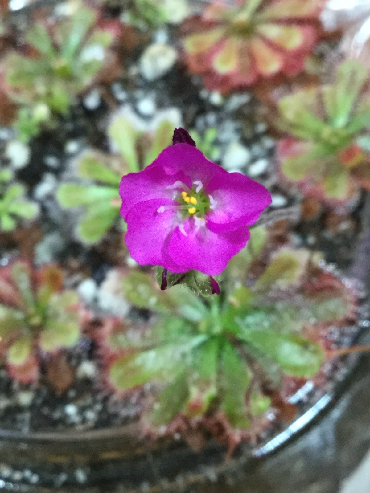 Drosera spatulata Ivan s 3-Way Australian Form Seeds, Carnivorous Plant