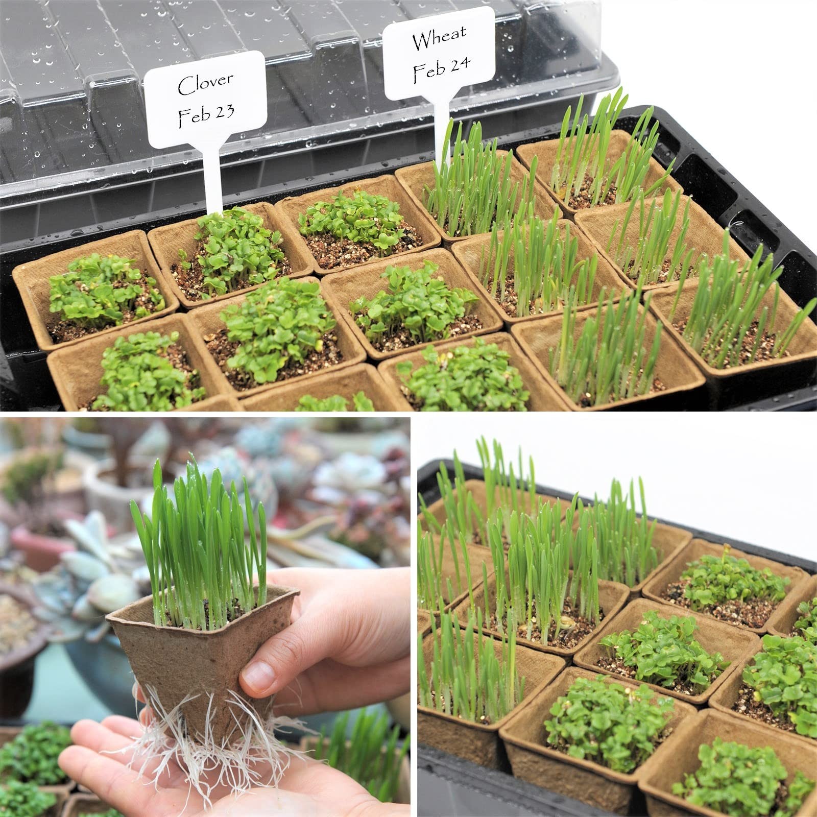 Taietc Seed Starter 9 inches (W) x 14.5 (L) x 4.5 (H), Black
