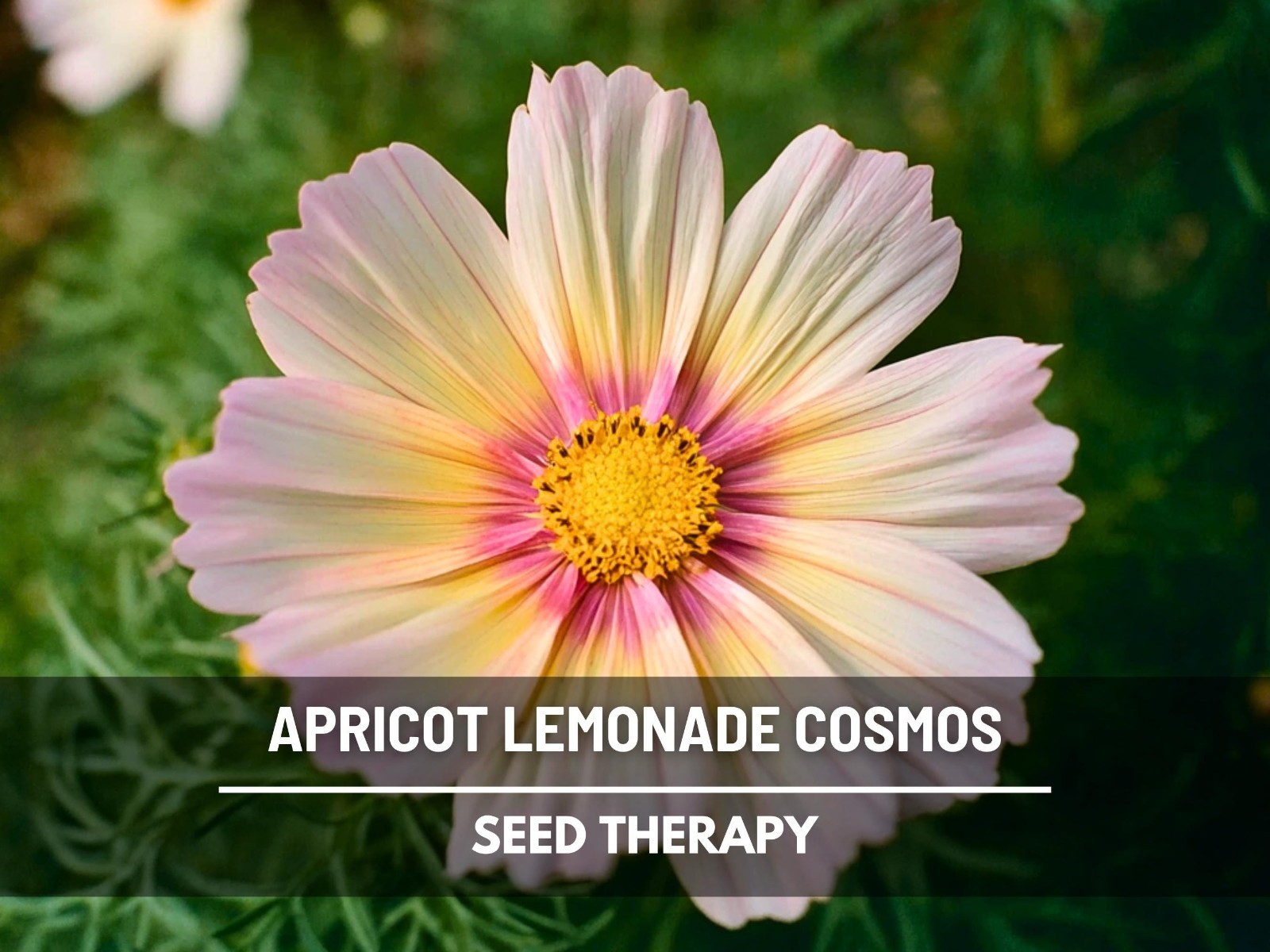 Apricot Lemonade Cosmos Seeds, Heirloom Flower, Pastel Blooms, USA Grown
