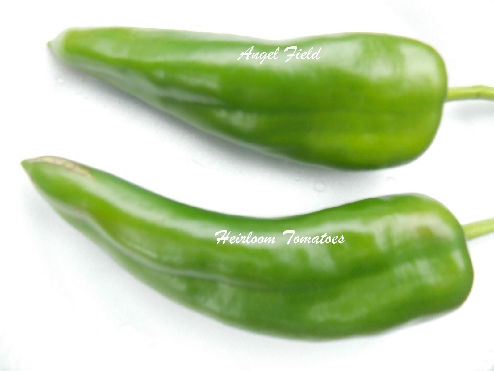 100 Wholesale Anaheim Chili Pepper Seeds “Plus 2 Packs of Vegetable Seeds