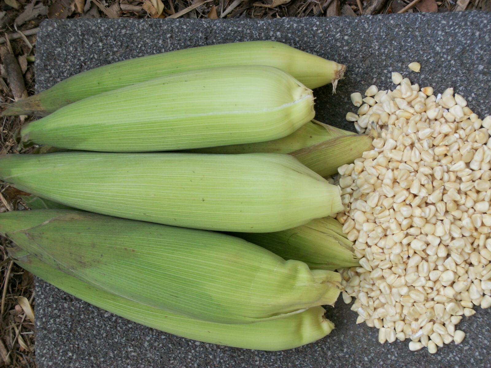 Elote Blanco Mexicano Maiz Elotero Big White Mexican Corn-on-the-Cob 150 SEEDS