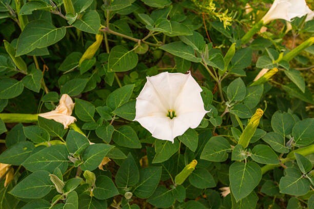 Moonflower 50+ Seeds Big WHITE Fragrant Bush Organic Moon flower Datura Trumpet
