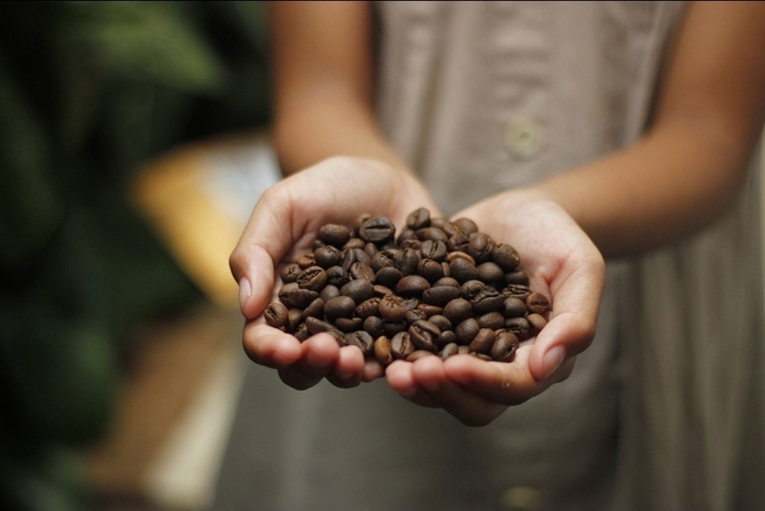 Salvadorian Santa Ana Finca la Esperanza Coffee Bean Tree Seeds (25) / RARE