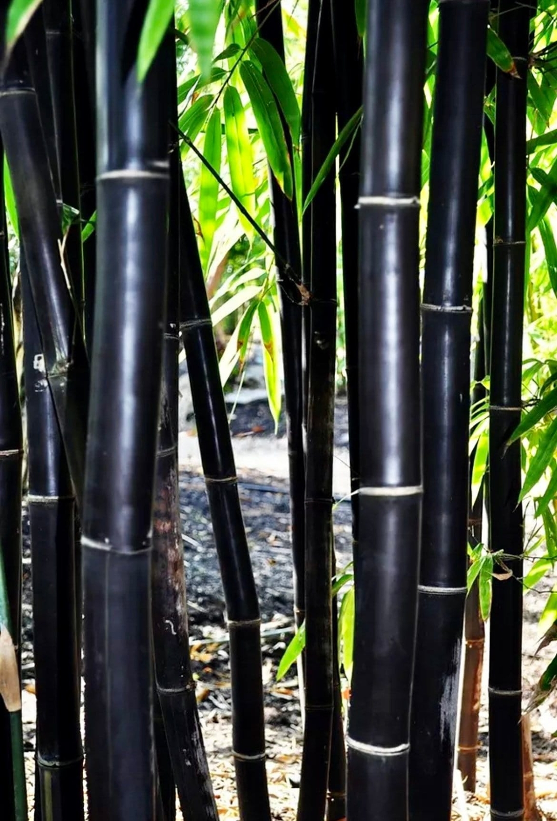 Red Bamboo Seeds ~ Fountain ~ Privacy Climbing ~ Cyrtostachys Renda Tree ~