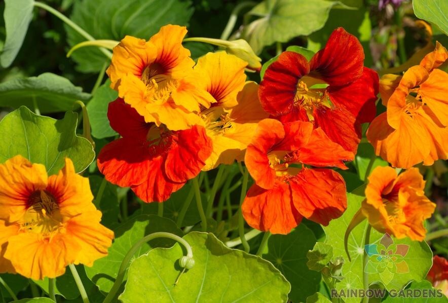 50+ Tall Mixed Colors Nasturtium Seeds for Garden – USA – FAST SHIPPING!