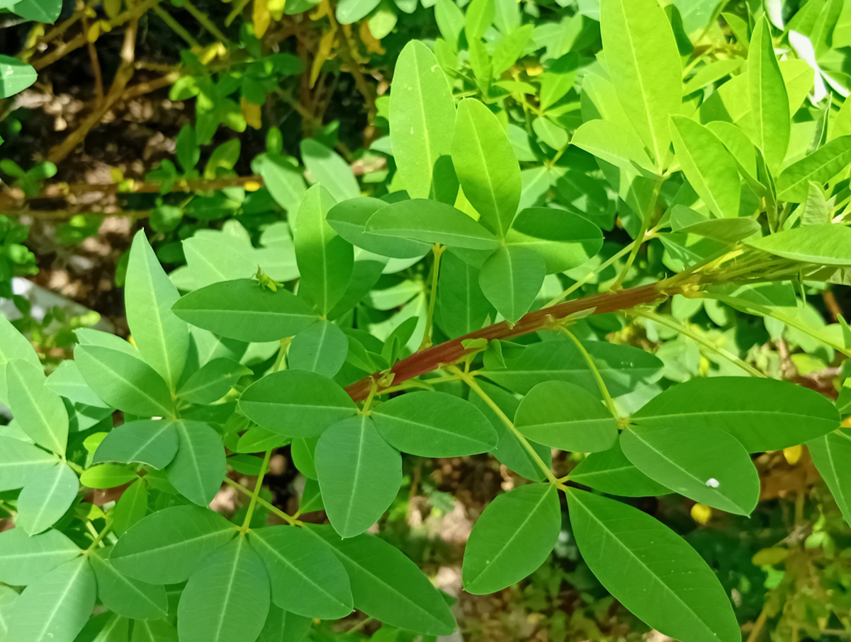 10 Fernaldia Pandurata Loroco Seeds& 30 Chipilin Seeds Crotalaria Longirostrata