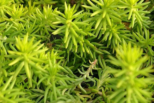 SEDUM ANGELINA 200 SEEDS, HARDY SEDUM, YELLOW FLOWERS IN SUMMER, EZ TO GROW.