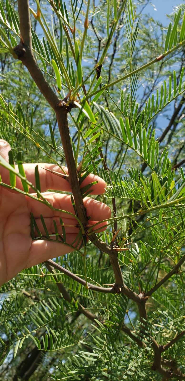 10 Honey Mesquite Seeds Pods (Prosopis Glandulosa) Arid Seed Legume Purple/Red