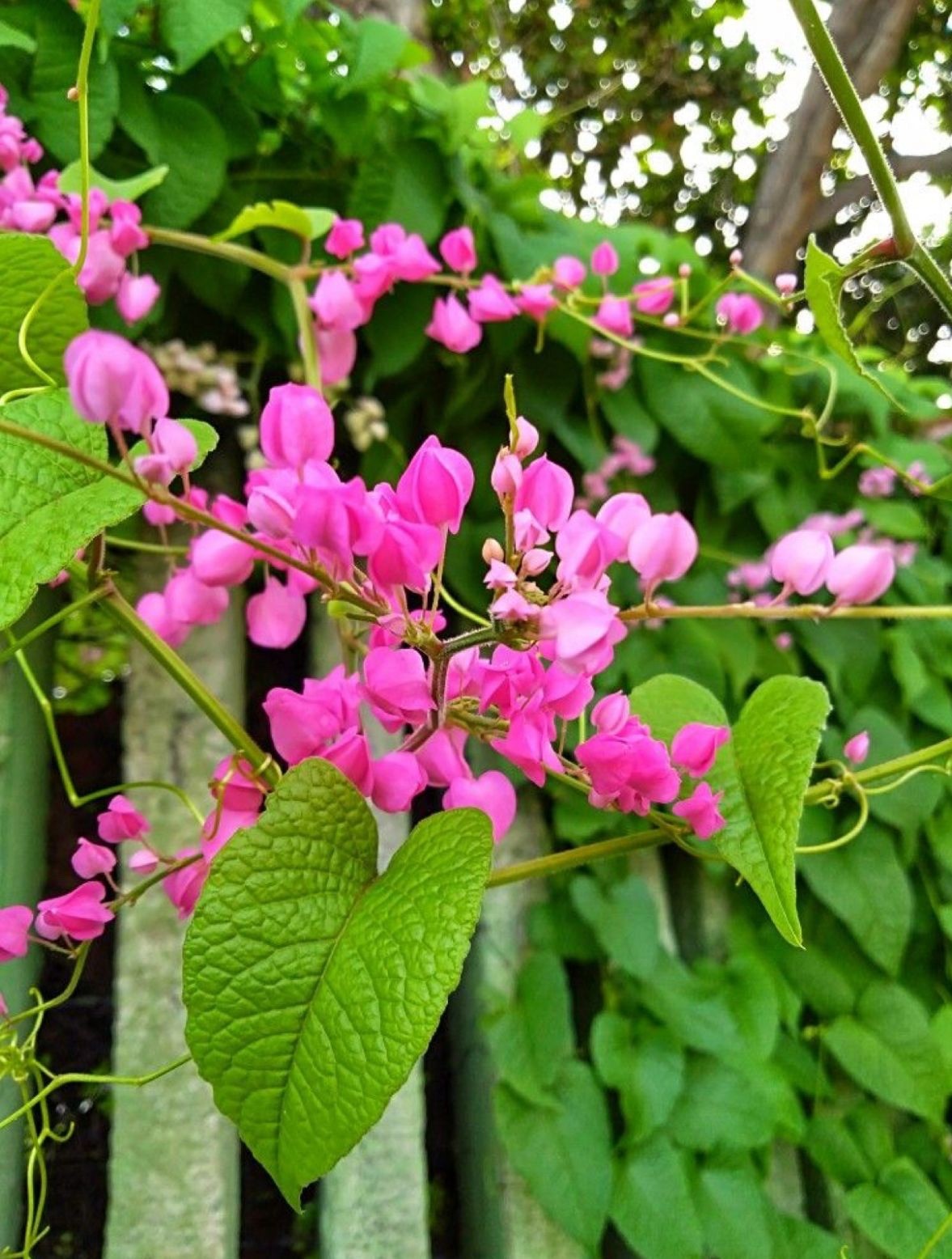 20 Coral Vine Seeds (Antigonon leptopus) FREE SHIPPING Grown in Texas