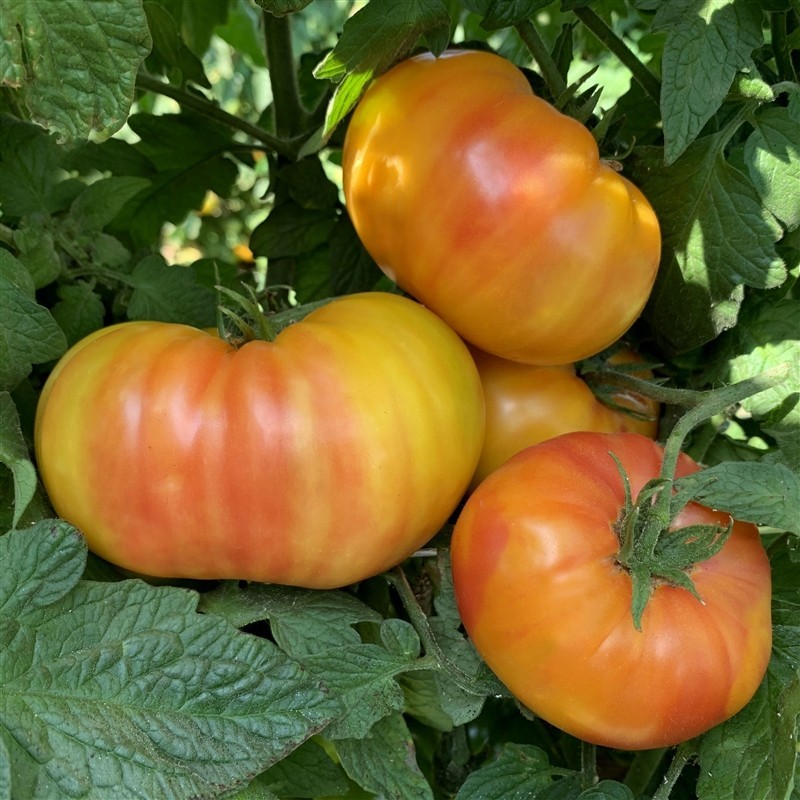 Hillbilly Tomato Seeds (30) / Florida / RARE / DELICIOUS / Indeterminate
