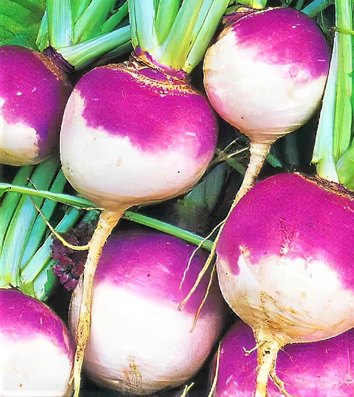 Purple Top White Globe Turnip Seeds 500+ SeedsNON-GMO -BUY 4 ITEMS FREE SHIPPING