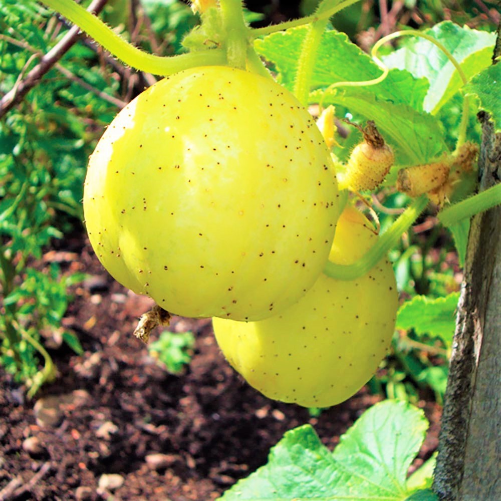 Lemon cucumber, Cucumis sativus You will get 30 Seeds Free Shipping!