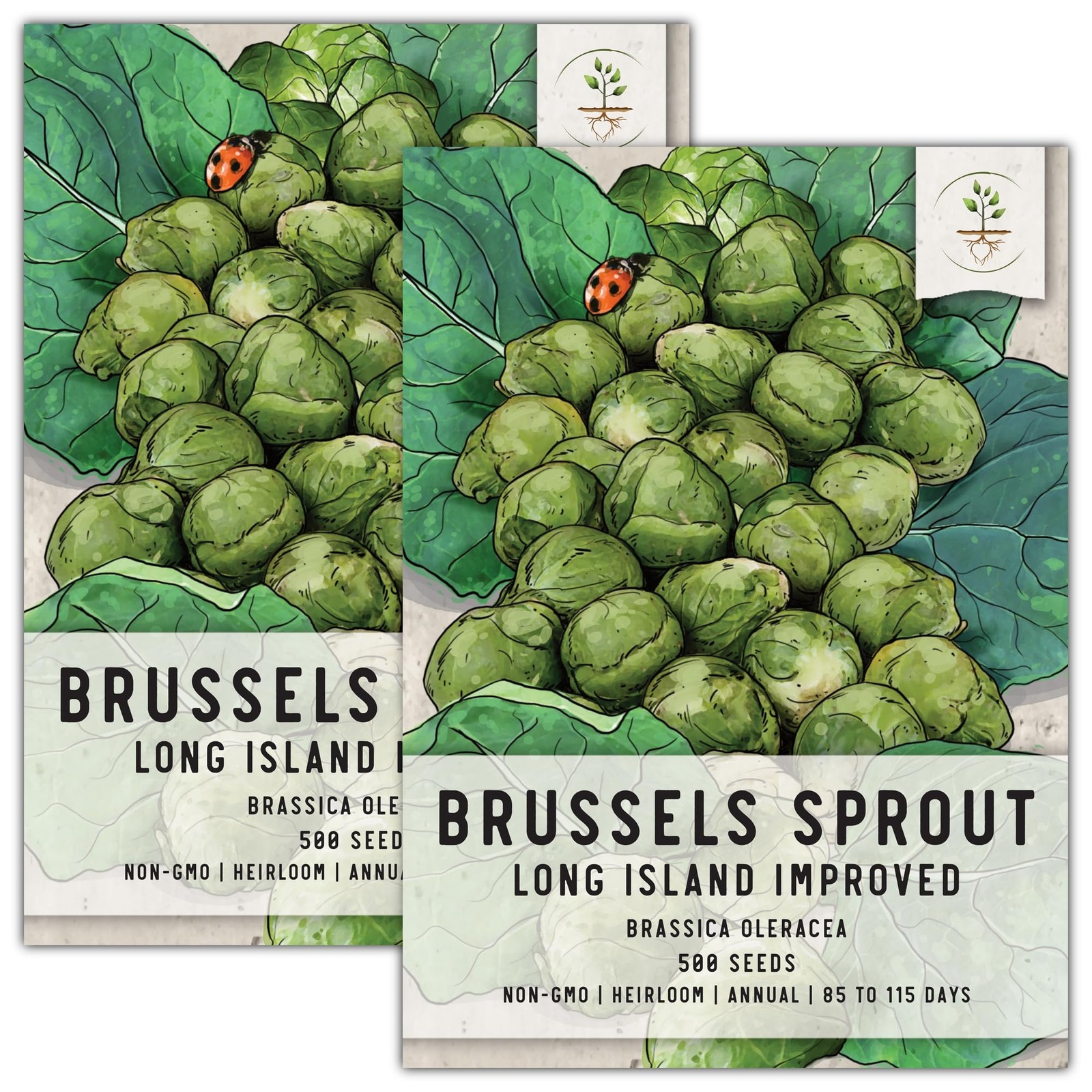 , Long Island Improved Brussels Sprout Seeds 500 Heirloom Seeds for Planting…