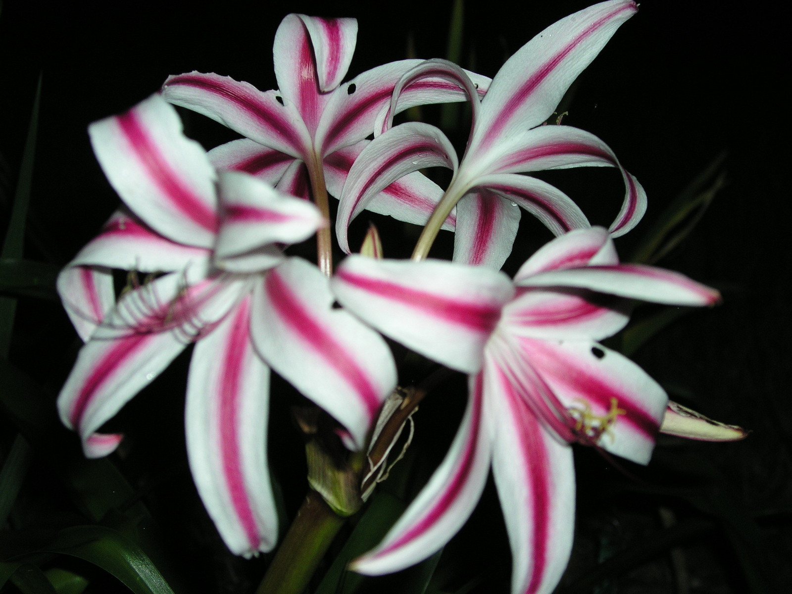 Crinum Lily, Stars & Stripes, medium-size bulb, CHOICE