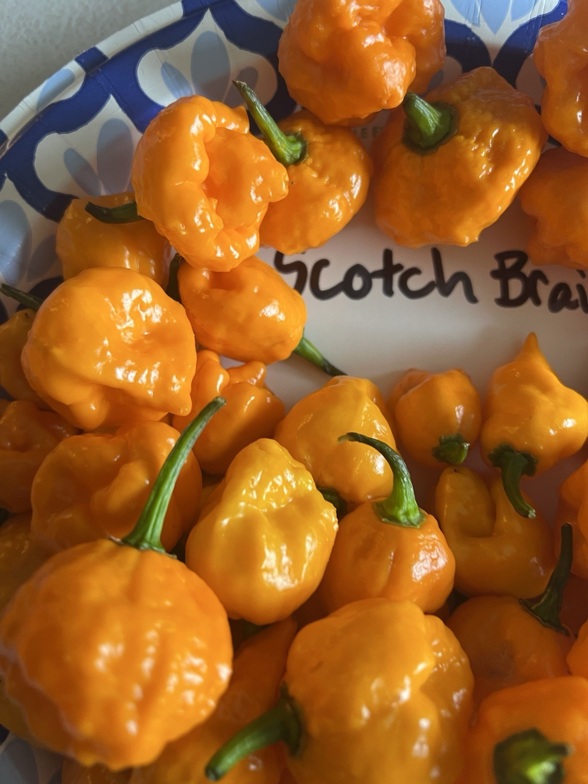 Scotch Brains Hot Pepper Seeds 15+ Per Pack