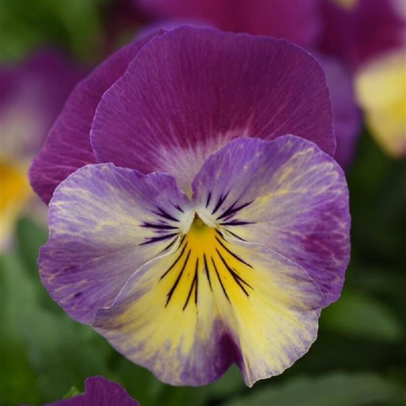 15 Pansy Seeds Cool Wave Raspberry Swirl Trailing Pansy (HANGING PANSY)