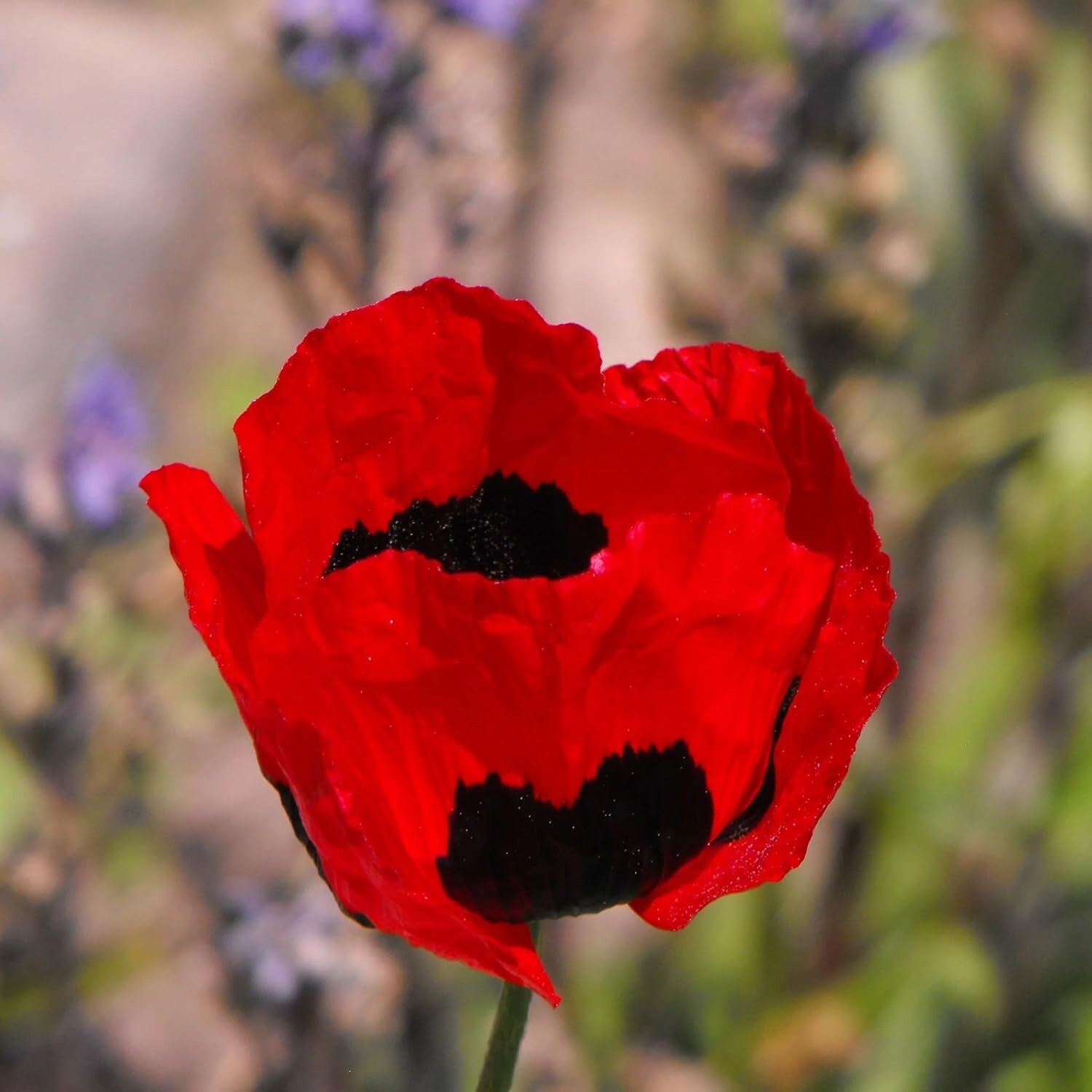 Poppy Flower 50 Seeds Turkish Tulip