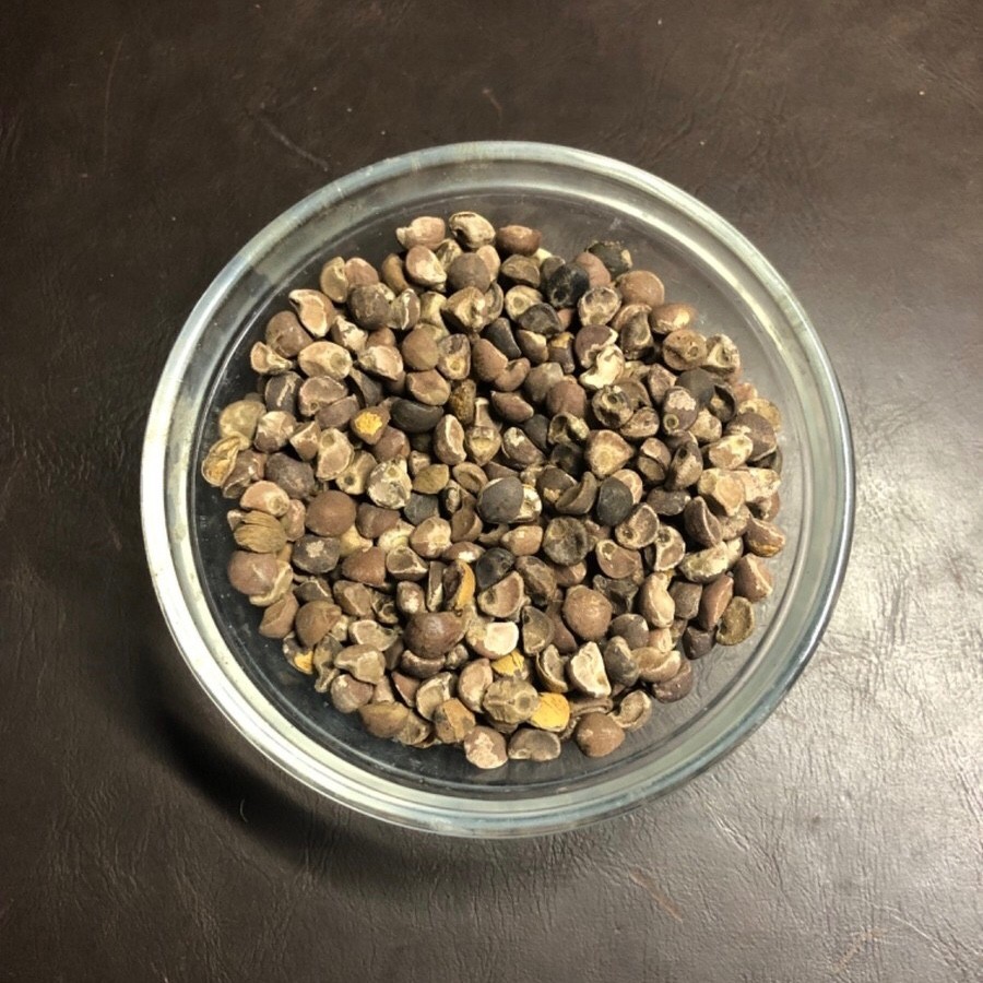 Authentic Hawaiian Woodrose Seeds – 1 Oz