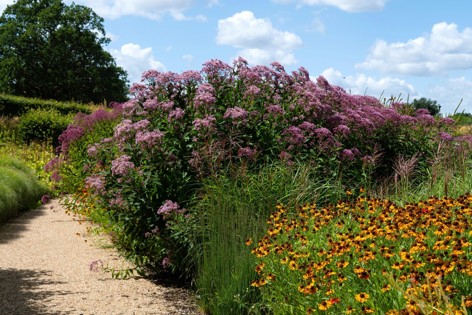 50 Pink JOE PYE WEED Eupatorium Maculatum Flower Seeds