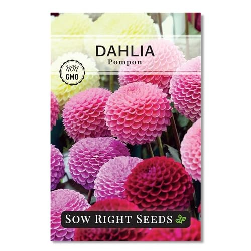 – Pompon Dahlia Seeds for Planting – Annual Non-GMO Heirloom Variety – Ideal 1