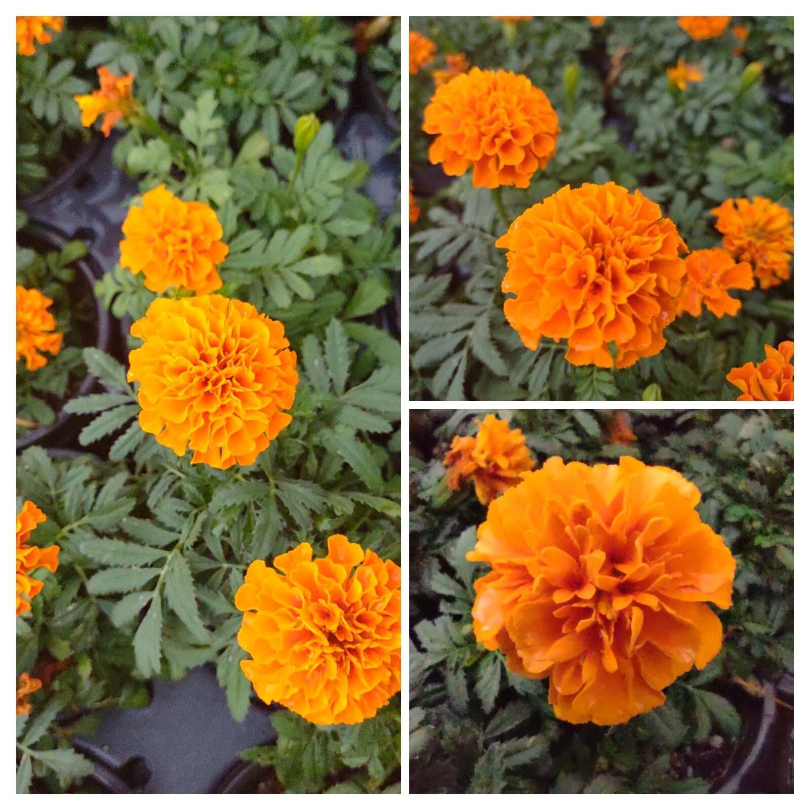 French Marigold Mix Flower Seeds, 100 Seeds, Tagetes Patula, Seed,Free Shipping