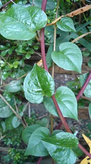 USA 600 Red Stem Malabar Spinach seeds alugbati pak plang mồng tơi Jul-2022 lot