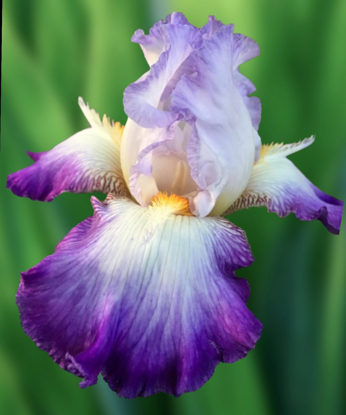 Conjuration~ Historic Tall Bearded 36″, Midseason To Late Bloom Multiple Awards