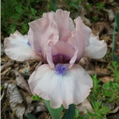 Dwarf Bearded Iris Gate to Paradise Freshly Dug 1 Starter Plant