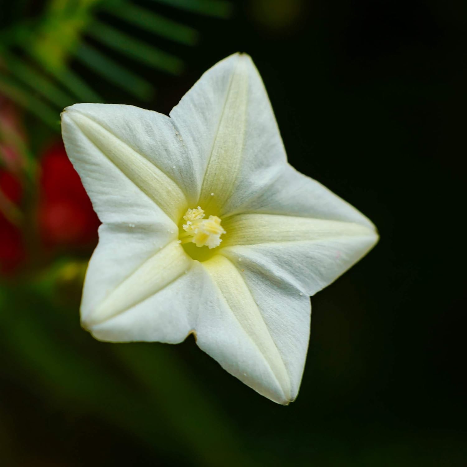White Cypress Vine Seeds – 100 Pcs Annual Flower Seeds with Nectar-Rich, Star…