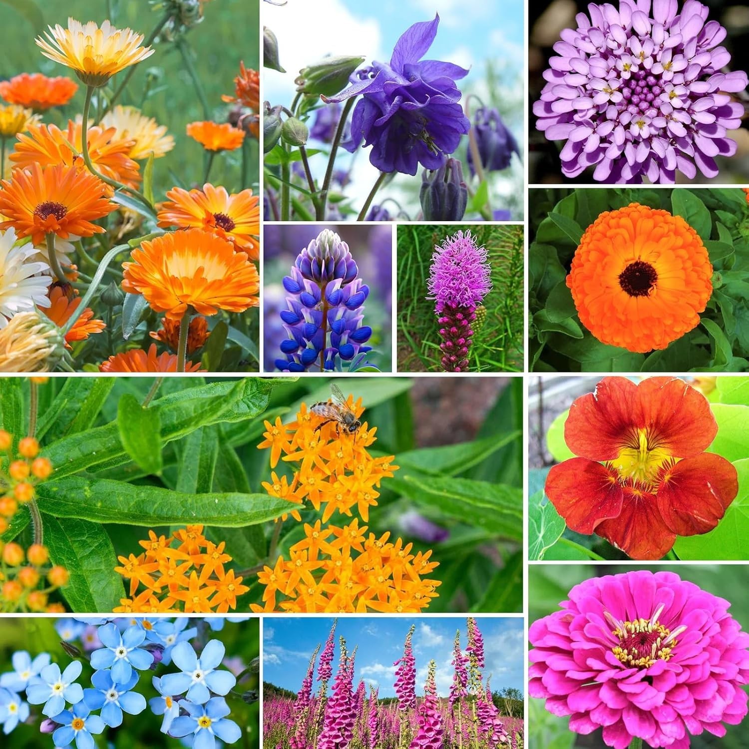 Wildflower Seeds Hummingbird and Butterfly Mix 1 Ounce, No Filler, 24 Varieties