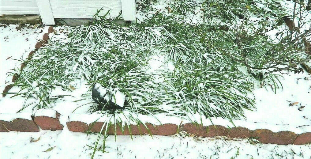 Rain Lily zephyranthes 10 purple drought, flood, freeze resistant ship w/root